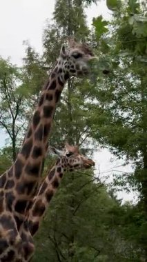 Ağaçların yapraklarını yiyen zürafalar.