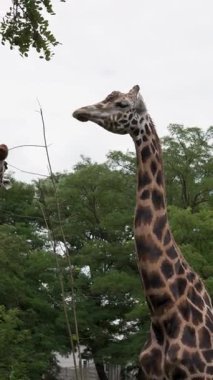 Zürafalar hayvanat bahçesinde yemek yiyor.