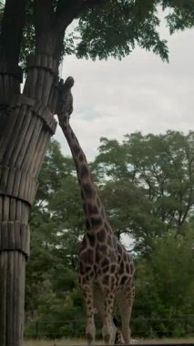 Bir zürafa uzun boynunu bir ağaca sürtüyor..