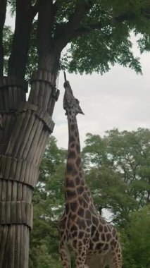 Vahşi Afrika 'daki zürafa.