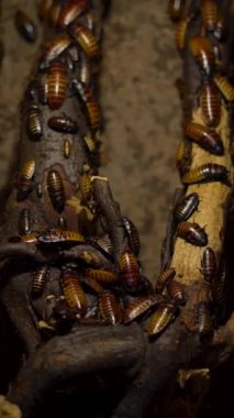 Bir sürü kahverengi iğrenç hamamböceği.