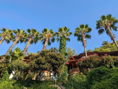 Fethiye, Türkiye 'de mavi gökyüzü olan palmiyeler