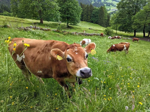 Friendly Cow Mountain Meadows Switzerland — Stock Photo, Image