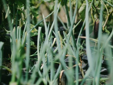 Bahçedeki güzel çiçekler