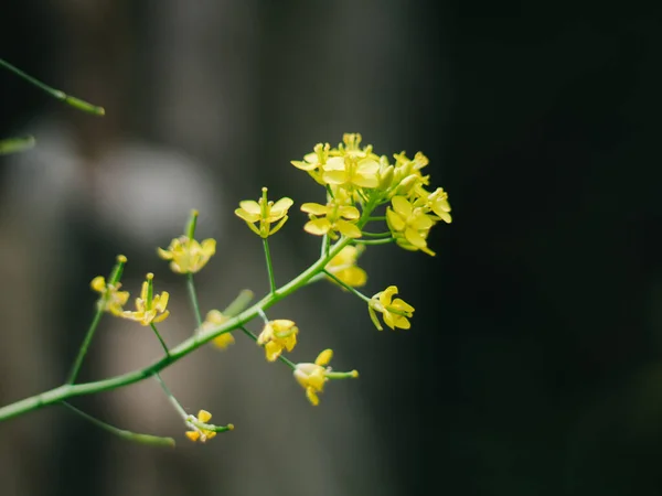 Bahçedeki Yeşil Bir Bitkiyi Kapat — Stok fotoğraf