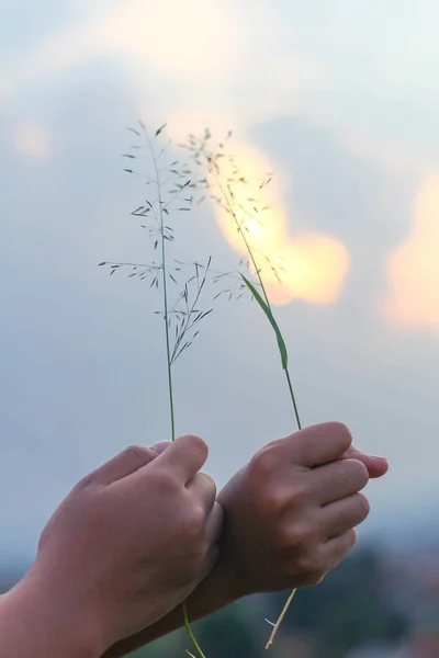 Zwei Hände Halten Gras — Stockfoto