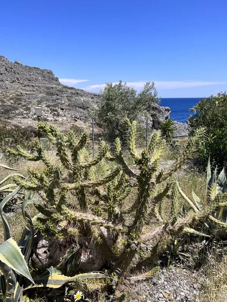 Cactuses Growing Greece Rhodes Road High Quality Photo — Stock Photo, Image