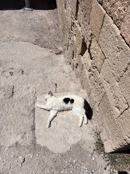 Yunanistan Rodos Adasındaki Lindos Akropolis Hava Panoramik Manzarası Kedi Uyuyor — Stok fotoğraf