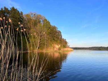 Kaunas Gölünde kök otuyla portakal rengi günbatımı. Yüksek kalite fotoğraf