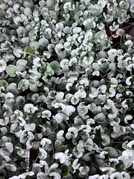 Confine Cosmo Bianco Fiore Campo Cosmo Giardino Con Sfondo Sfocato — Foto Stock