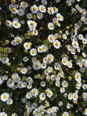 Bahçenin çiçeği ya da şifalı papatya Matricaria recutita. Doğallık kavramı. Duvar kağıdı, doğal bir arka planı olan poster. Korfu, Angelocastro. Yüksek kalite fotoğraf