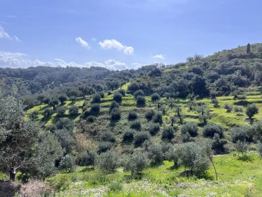 Yunanistan 'ın Korfu adasında zeytin ağacı bahçesi. Yüksek kalite fotoğraf