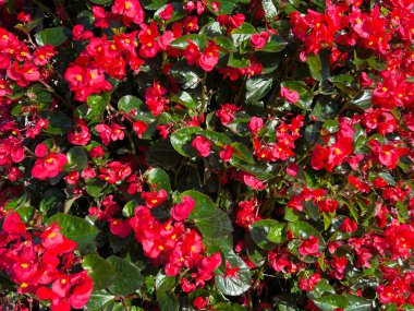 Renkli bitkilerle güzel bir çiçek bahçesi. Yüksek kalite fotoğraf