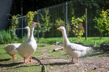 Litvanya 'da bir sebze bahçesinde üç ya da dört doğal ördek. Yüksek kalite fotoğraf