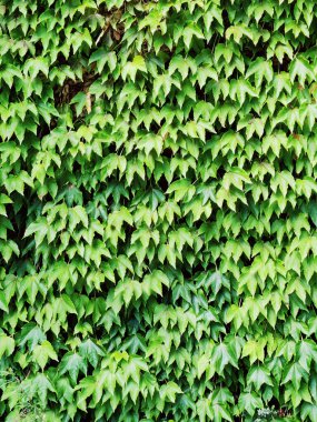 İtalya 'nın yeşil duvarı. Yüksek kalite fotoğraf