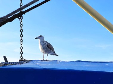 Bulgaristan 'da feribottaki güzel martı
