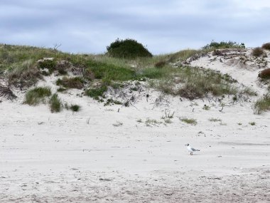 Nida - Curonian Spit ve Curonian Lagoon, Nida, Klaipeda, Litvanya. Nida Limanı. Baltık Kumulları. Unesco mirası. Nida Curonian Spit 'te. Yüksek kalite fotoğraf