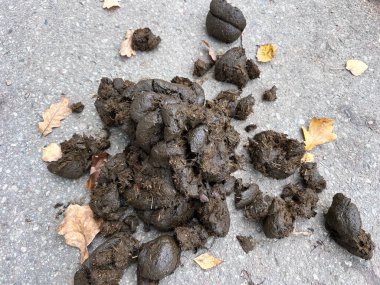 Horse droppings on the street in a pile. High quality photo clipart