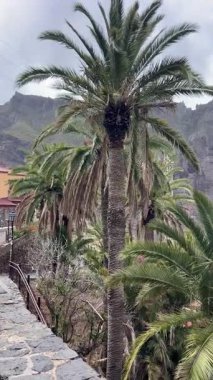 Kanarya Adaları, Tenerife 'deki dağlara bakan egzotik tropik bir bahçe. Yüksek kalite 4k görüntü