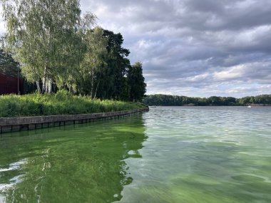 Su yüzeyindeki yeşil yosun kirliliği. Ekolojik kavram. Yüksek kalite fotoğraf
