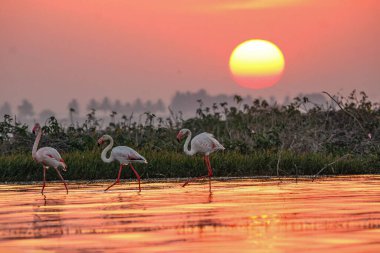 Su kenarında güzel bir flamingo. Flamingo kuşunun duvarı. Kuşun arka plan resmi. Uçan flamingonun güzel kanatları. Flamingo kuşunun duvar posteri. Hindistan, Bhigwan 'daki göçmen kuş..