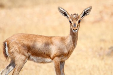 Mayureshwar Vahşi Yaşam Sığınağı 'ndaki güzel Chinkara hayvanı. Chinkara 'nın Hindistan' da bulduğu nadir hayvanlardan oluşan bir duvar. Sergi için Chinkara 'nın vahşi yaşam fotoğrafçılığı. Arkaplan.