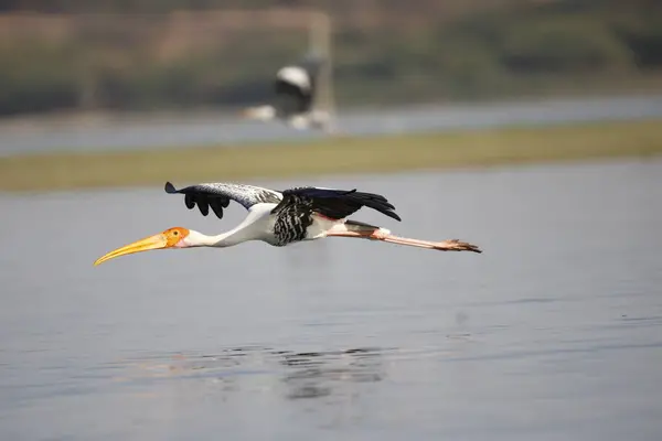 Su kenarında boyalı leylek. Güzel duvar montajı. Kuşların mevsimsel selamları. 