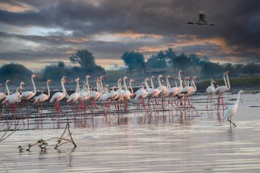 Su kenarında güzel bir flamingo. Flamingo kuşunun duvarı. Kuşun arka plan resmi. Uçan flamingonun güzel kanatları. Flamingo kuşunun duvar posteri. Hindistan, Bhigwan 'daki göçmen kuş..