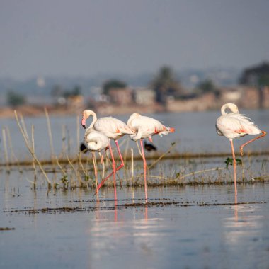 Su kenarında güzel bir flamingo. Flamingo kuşunun duvarı. Kuşun arka plan resmi. Uçan flamingonun güzel kanatları. Flamingo kuşunun duvar posteri. Hindistan, Bhigwan 'daki göçmen kuş..