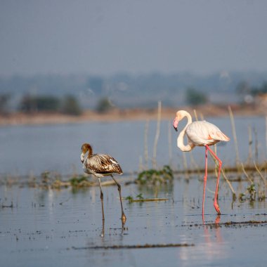 Su kenarında güzel bir flamingo. Flamingo kuşunun duvarı. Kuşun arka plan resmi. Uçan flamingonun güzel kanatları. Flamingo kuşunun duvar posteri. Hindistan, Bhigwan 'daki göçmen kuş..