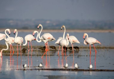 Su kenarında güzel bir flamingo. Flamingo kuşunun duvarı. Kuşun arka plan resmi. Uçan flamingonun güzel kanatları. Flamingo kuşunun duvar posteri. Hindistan, Bhigwan 'daki göçmen kuş..