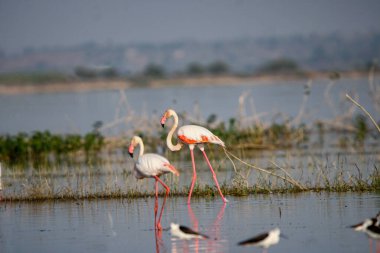 Su kenarında güzel bir flamingo. Flamingo kuşunun duvarı. Kuşun arka plan resmi. Uçan flamingonun güzel kanatları. Flamingo kuşunun duvar posteri. Hindistan, Bhigwan 'daki göçmen kuş..