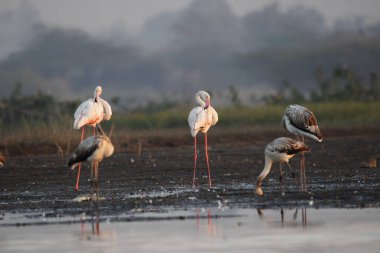 Su kenarında güzel bir flamingo. Flamingo kuşunun duvarı. Kuşun arka plan resmi. Uçan flamingonun güzel kanatları. Flamingo kuşunun duvar posteri. Hindistan, Bhigwan 'daki göçmen kuş..