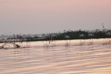 Su kenarında güzel bir flamingo. Flamingo kuşunun duvarı. Kuşun arka plan resmi. Uçan flamingonun güzel kanatları. Flamingo kuşunun duvar posteri. Hindistan, Bhigwan 'daki göçmen kuş..