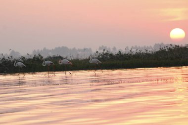 Su kenarında güzel bir flamingo. Flamingo kuşunun duvarı. Kuşun arka plan resmi. Uçan flamingonun güzel kanatları. Flamingo kuşunun duvar posteri. Hindistan, Bhigwan 'daki göçmen kuş..