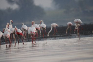 Su kenarında güzel bir flamingo. Flamingo kuşunun duvarı. Kuşun arka plan resmi. Uçan flamingonun güzel kanatları. Flamingo kuşunun duvar posteri. Hindistan, Bhigwan 'daki göçmen kuş..