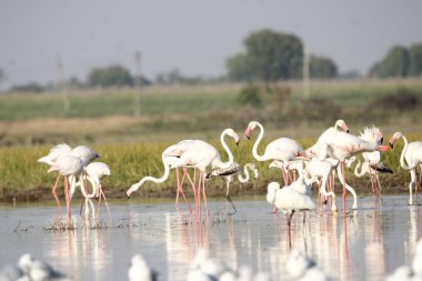 Su kenarında güzel bir flamingo. Flamingo kuşunun duvarı. Kuşun arka plan resmi. Uçan flamingonun güzel kanatları. Flamingo kuşunun duvar posteri. Hindistan, Bhigwan 'daki göçmen kuş..