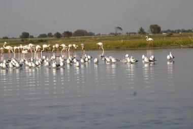 Su kenarında güzel bir flamingo. Flamingo kuşunun duvarı. Kuşun arka plan resmi. Uçan flamingonun güzel kanatları. Flamingo kuşunun duvar posteri. Hindistan, Bhigwan 'daki göçmen kuş..