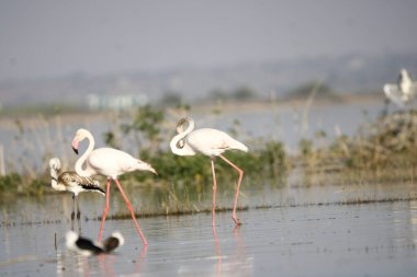 Su kenarında güzel bir flamingo. Flamingo kuşunun duvarı. Kuşun arka plan resmi. Uçan flamingonun güzel kanatları. Flamingo kuşunun duvar posteri. Hindistan, Bhigwan 'daki göçmen kuş..