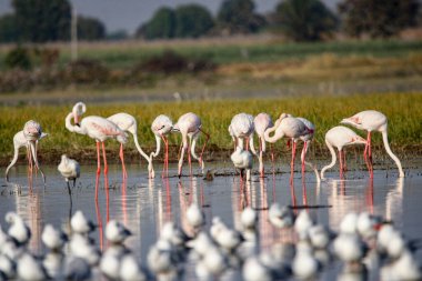 Su kenarında güzel bir flamingo. Flamingo kuşunun duvarı. Kuşun arka plan resmi. Uçan flamingonun güzel kanatları. Flamingo kuşunun duvar posteri. Hindistan, Bhigwan 'daki göçmen kuş..