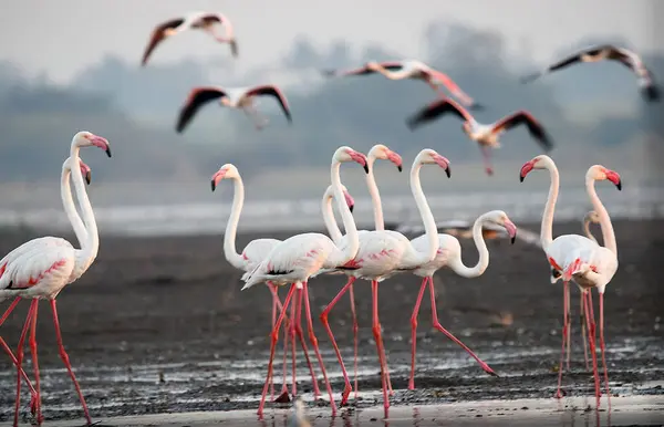 Su kenarında güzel bir flamingo. Flamingo kuşunun duvarı. Kuşun arka plan resmi. Uçan flamingonun güzel kanatları. Flamingo kuşunun duvar posteri. Hindistan, Bhigwan 'daki göçmen kuş..