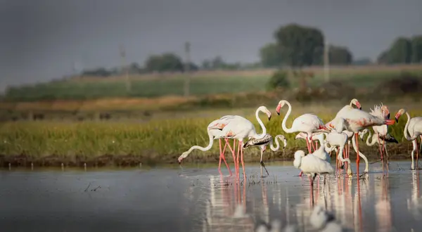 stock image Beautiful flamingo near back water. wall mounting of flamingo bird. background picture of bird. Beautiful wings of flying flamingo. Wall poster of flamingo bird. Migratory bird in Bhigwan, India.