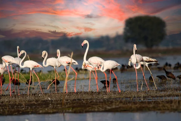 Su kenarında güzel bir flamingo. Flamingo kuşunun duvarı. Kuşun arka plan resmi. Uçan flamingonun güzel kanatları. Flamingo kuşunun duvar posteri. Hindistan, Bhigwan 'daki göçmen kuş..