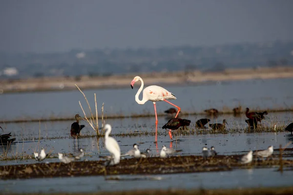 Su kenarında güzel bir flamingo. Flamingo kuşunun duvarı. Kuşun arka plan resmi. Uçan flamingonun güzel kanatları. Flamingo kuşunun duvar posteri. Hindistan, Bhigwan 'daki göçmen kuş..