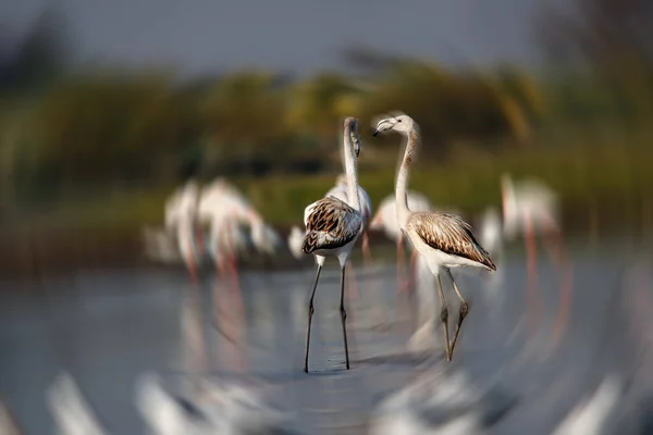 Su kenarında güzel bir flamingo. Flamingo kuşunun duvarı. Kuşun arka plan resmi. Uçan flamingonun güzel kanatları. Flamingo kuşunun duvar posteri. Hindistan, Bhigwan 'daki göçmen kuş..