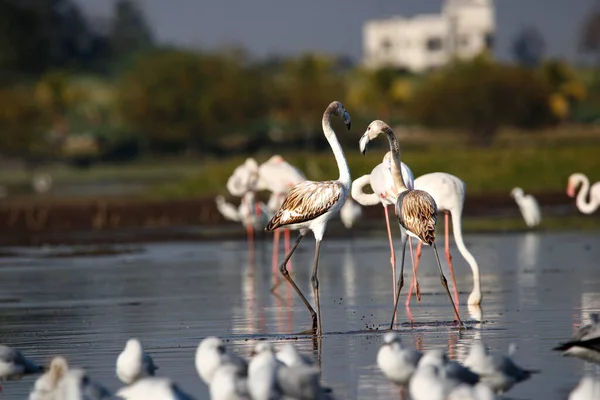 Lindo Flamingo Perto Água Volta Montagem Parede Pássaro Flamingo Imagem — Fotografia de Stock