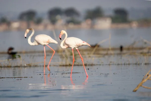 stock image Beautiful flamingo near back water. wall mounting of flamingo bird. background picture of bird. Beautiful wings of flying flamingo. Wall poster of flamingo bird. Migratory bird in Bhigwan, India.