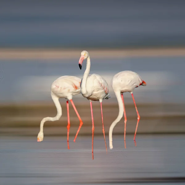 Su kenarında güzel bir flamingo. Flamingo kuşunun duvarı. Kuşun arka plan resmi. Uçan flamingonun güzel kanatları. Flamingo kuşunun duvar posteri. Hindistan, Bhigwan 'daki göçmen kuş..