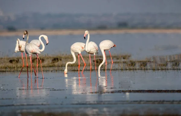 stock image Beautiful flamingo near back water. wall mounting of flamingo bird. background picture of bird. Beautiful wings of flying flamingo. Wall poster of flamingo bird. Migratory bird in Bhigwan, India.