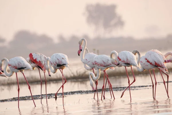 Su kenarında güzel bir flamingo. Flamingo kuşunun duvarı. Kuşun arka plan resmi. Uçan flamingonun güzel kanatları. Flamingo kuşunun duvar posteri. Hindistan, Bhigwan 'daki göçmen kuş..